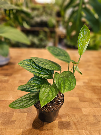 Monstera Peru