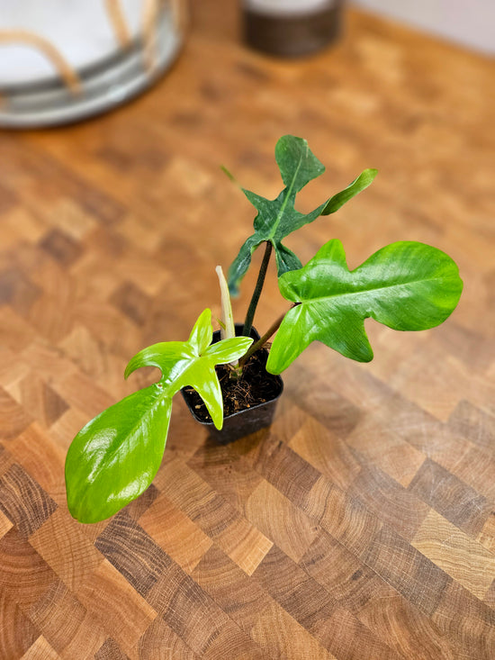 Philodendron Florida Beauty Mint