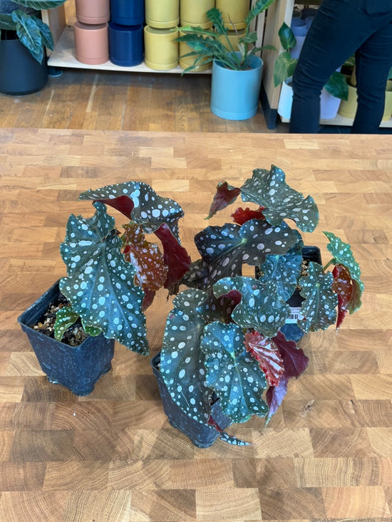 Begonia "Donna"
