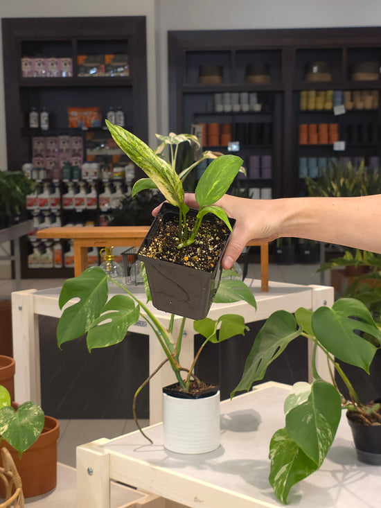 Anthurium Vittariifolium Variegated