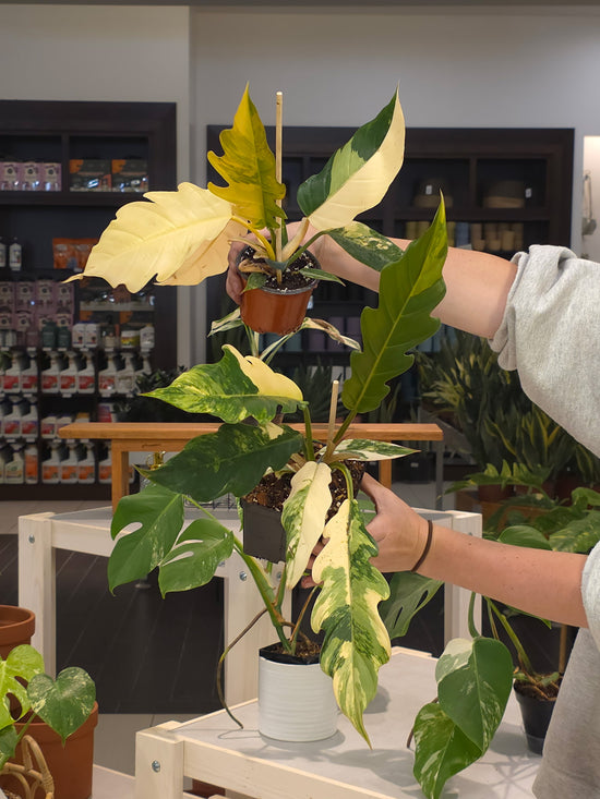 Philodendron Caramel Marble