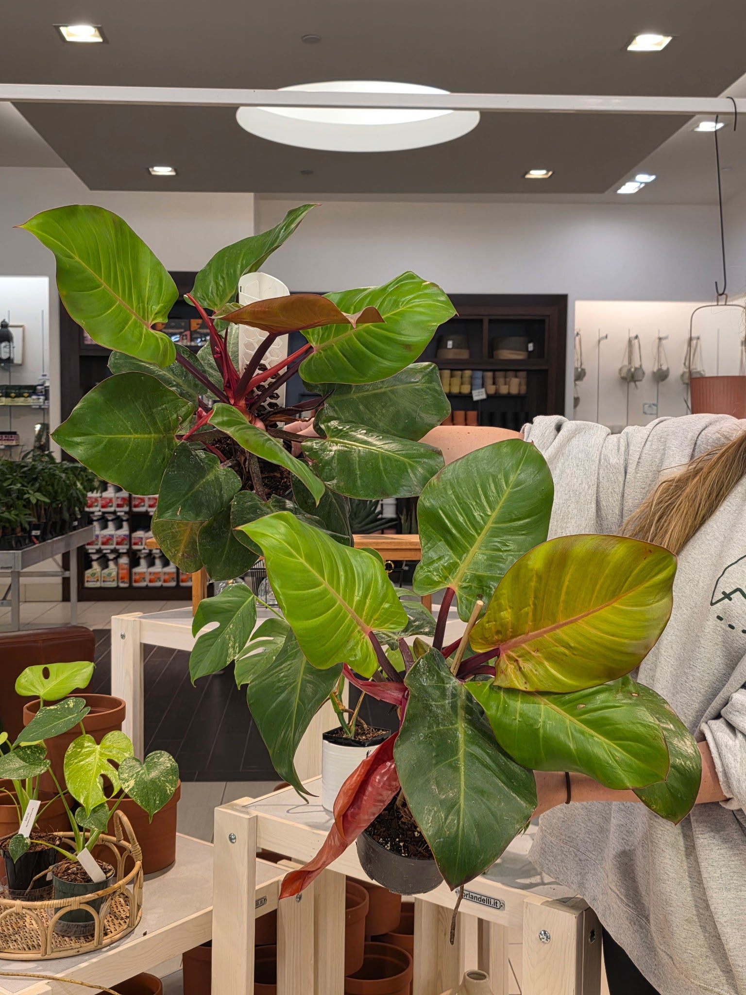 philodendron mccolley Philodendron McColley's Finale