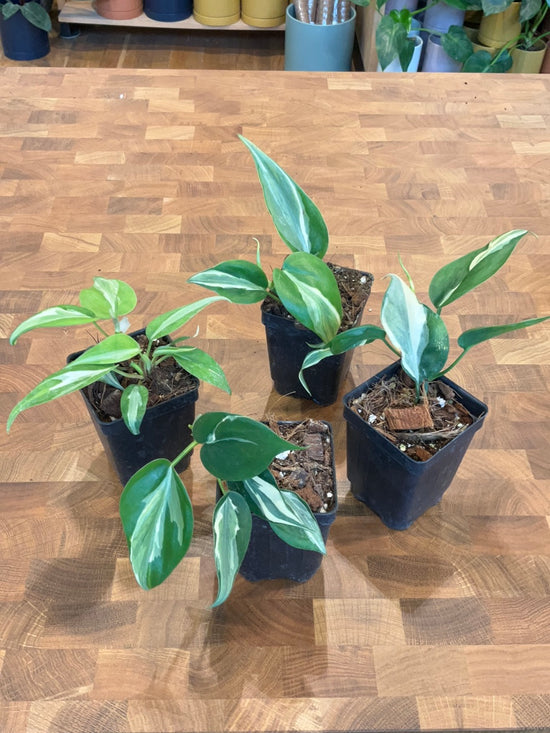 Philodendron Rio