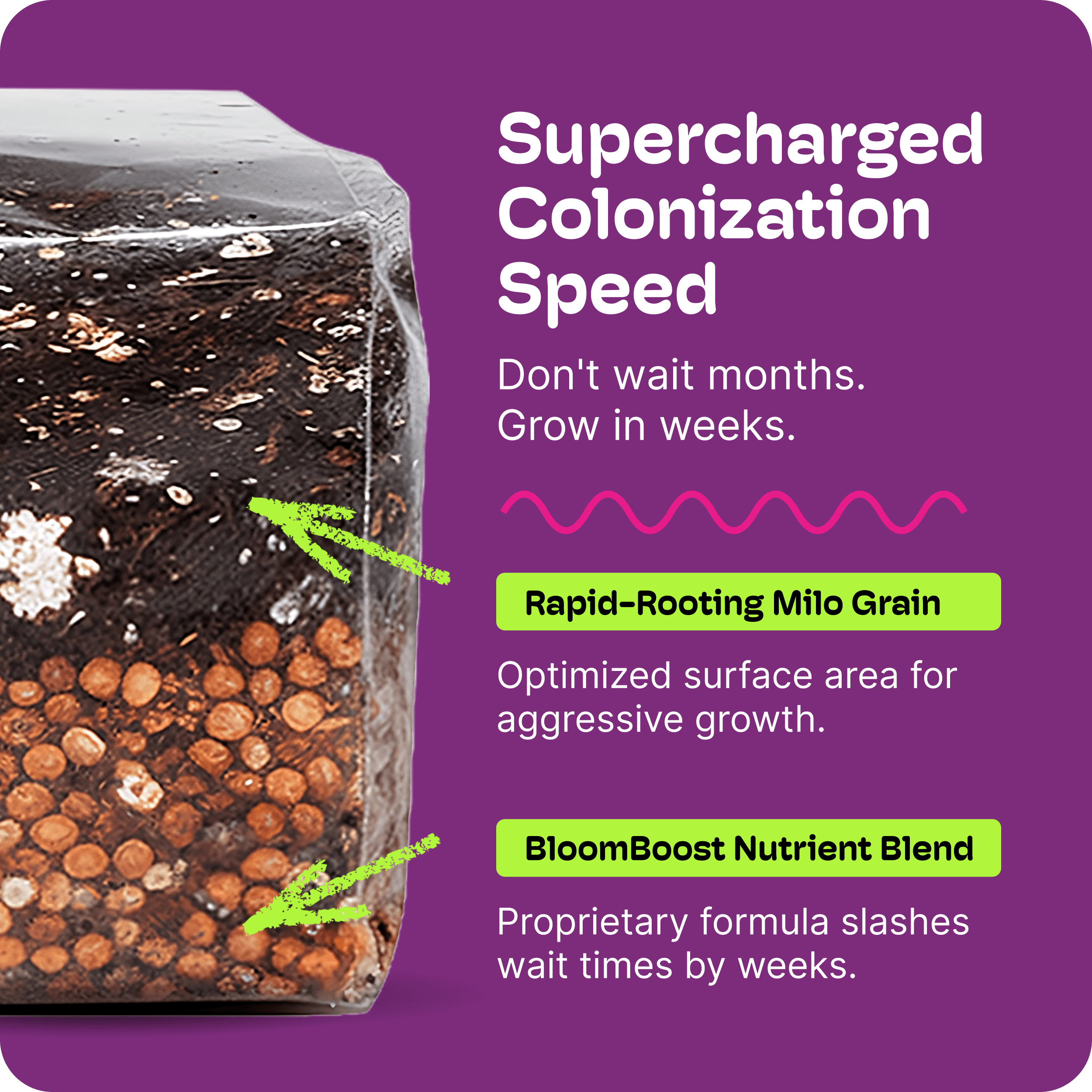 All-In-One Mushroom Grow Kit