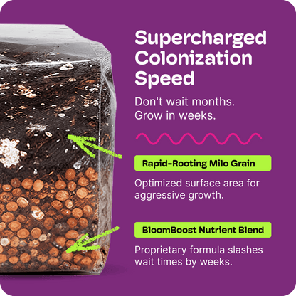 All-In-One Mushroom Grow Kit