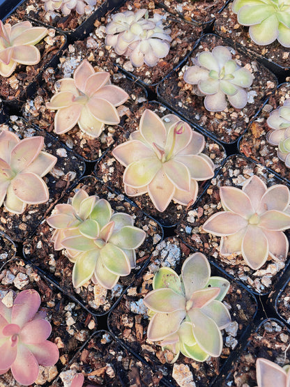 Pinguicula (Butterwort) Carnivorous Plant Bundle