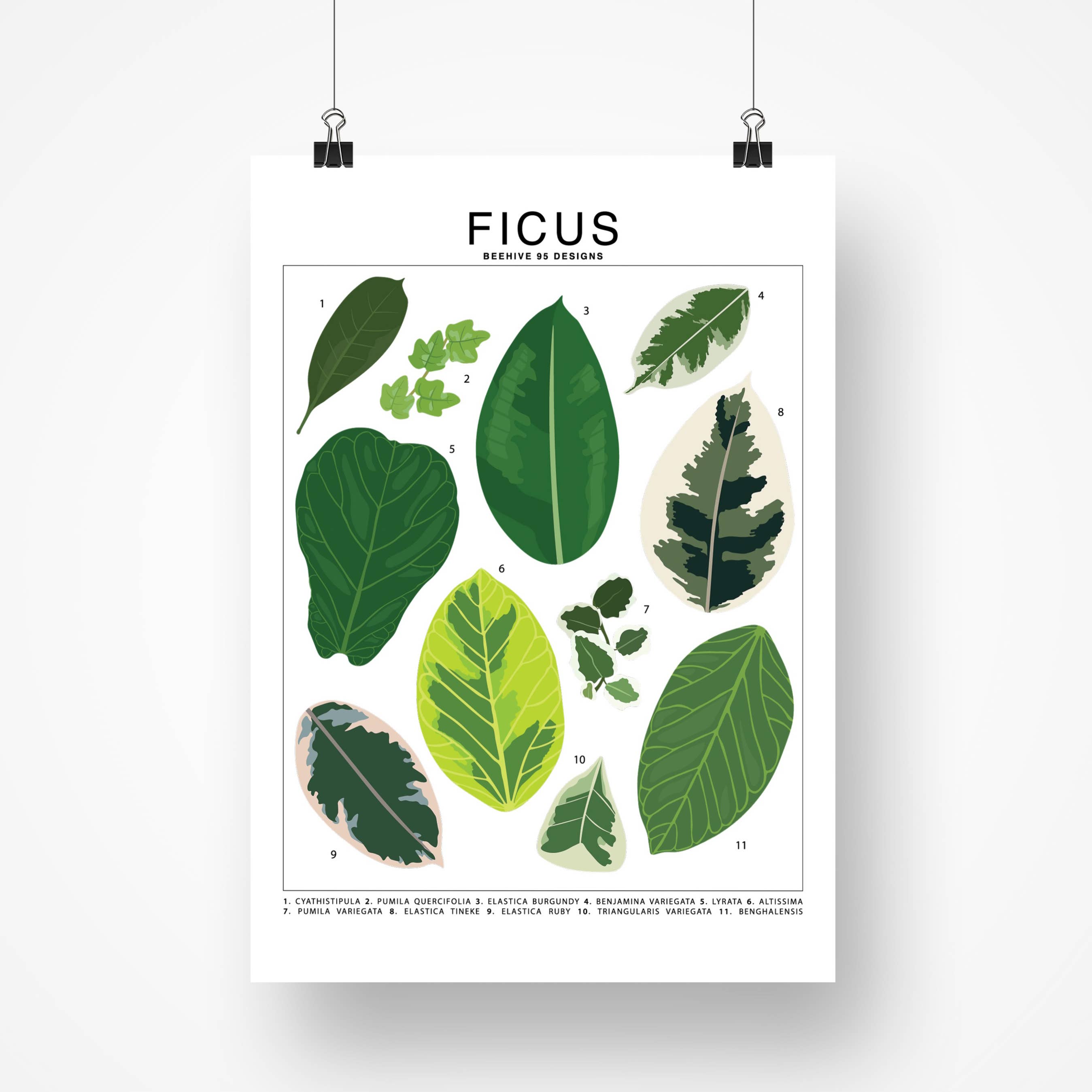 Species ID Chart - Botanical Houseplant Art Print