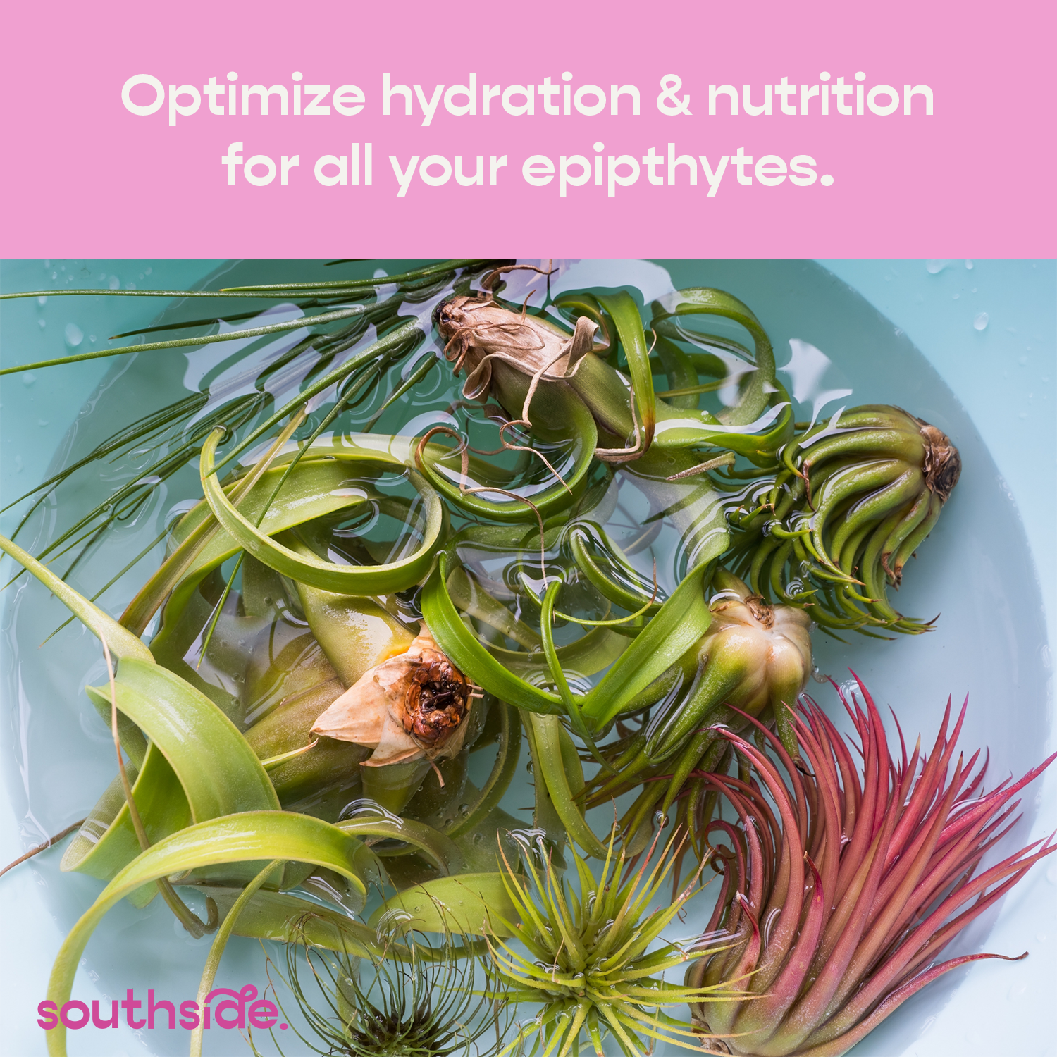 Air Plant Fertilizer: Soak