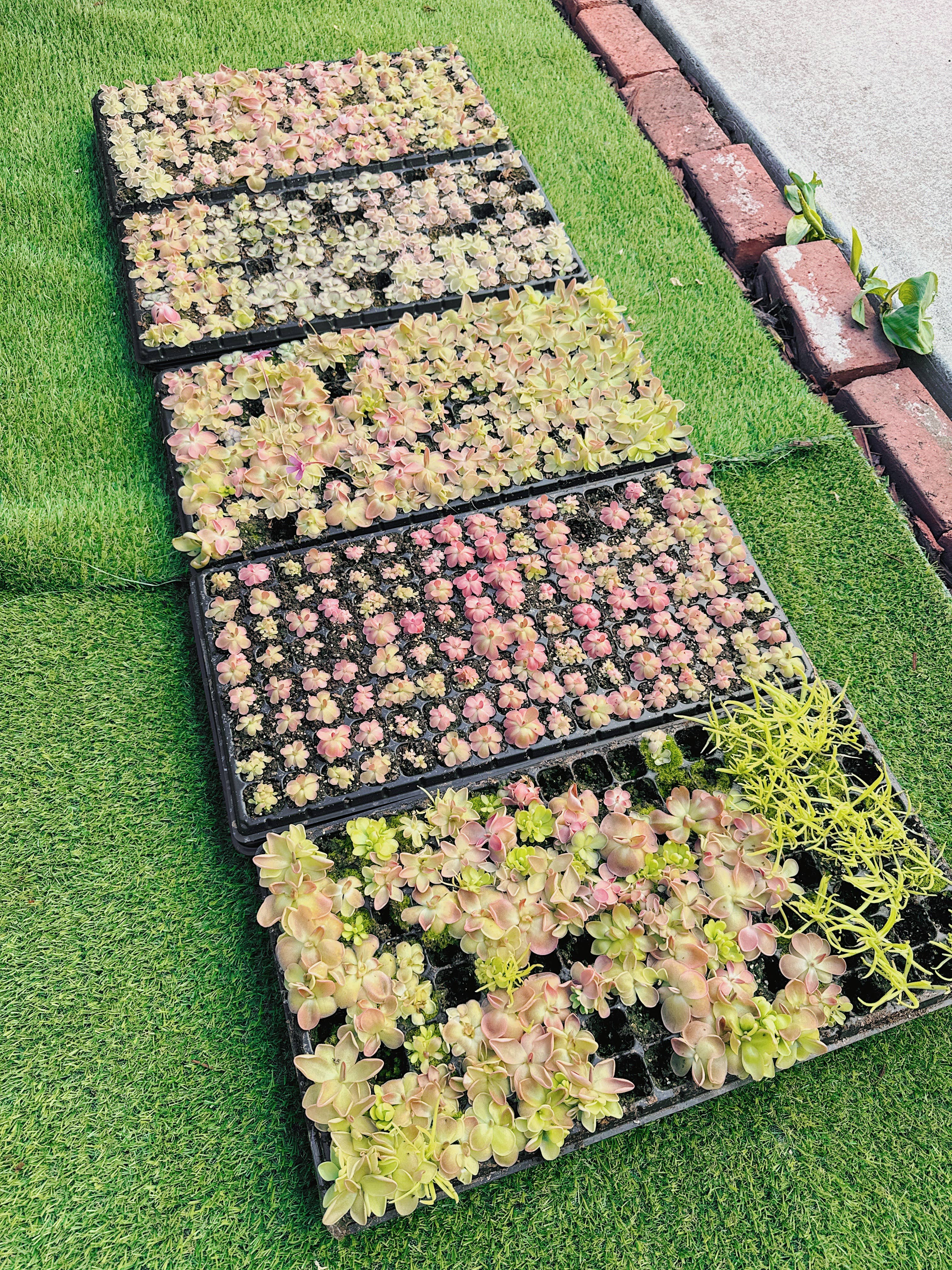 Pinguicula (Butterwort) Carnivorous Plant Bundle
