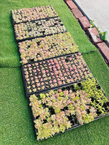 Pinguicula (Butterwort) Carnivorous Plant Bundle