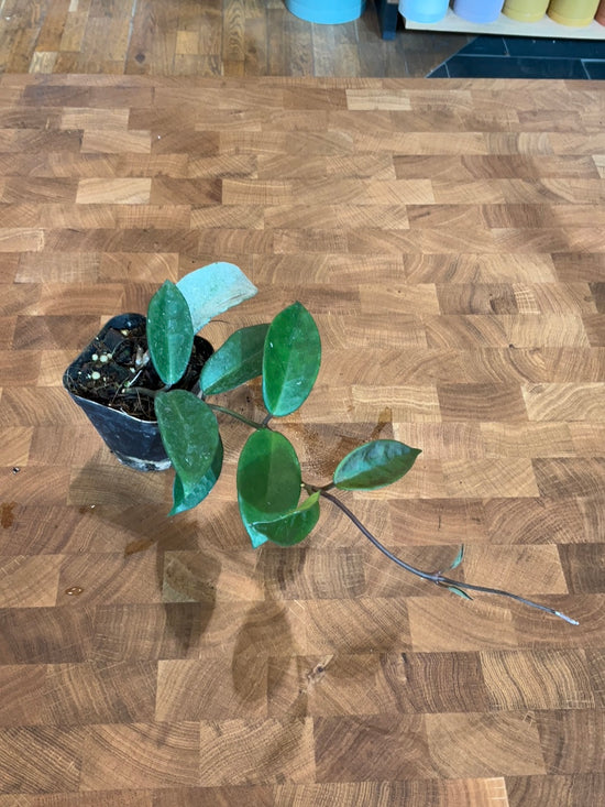 Reverted Hoya Grey Ghost