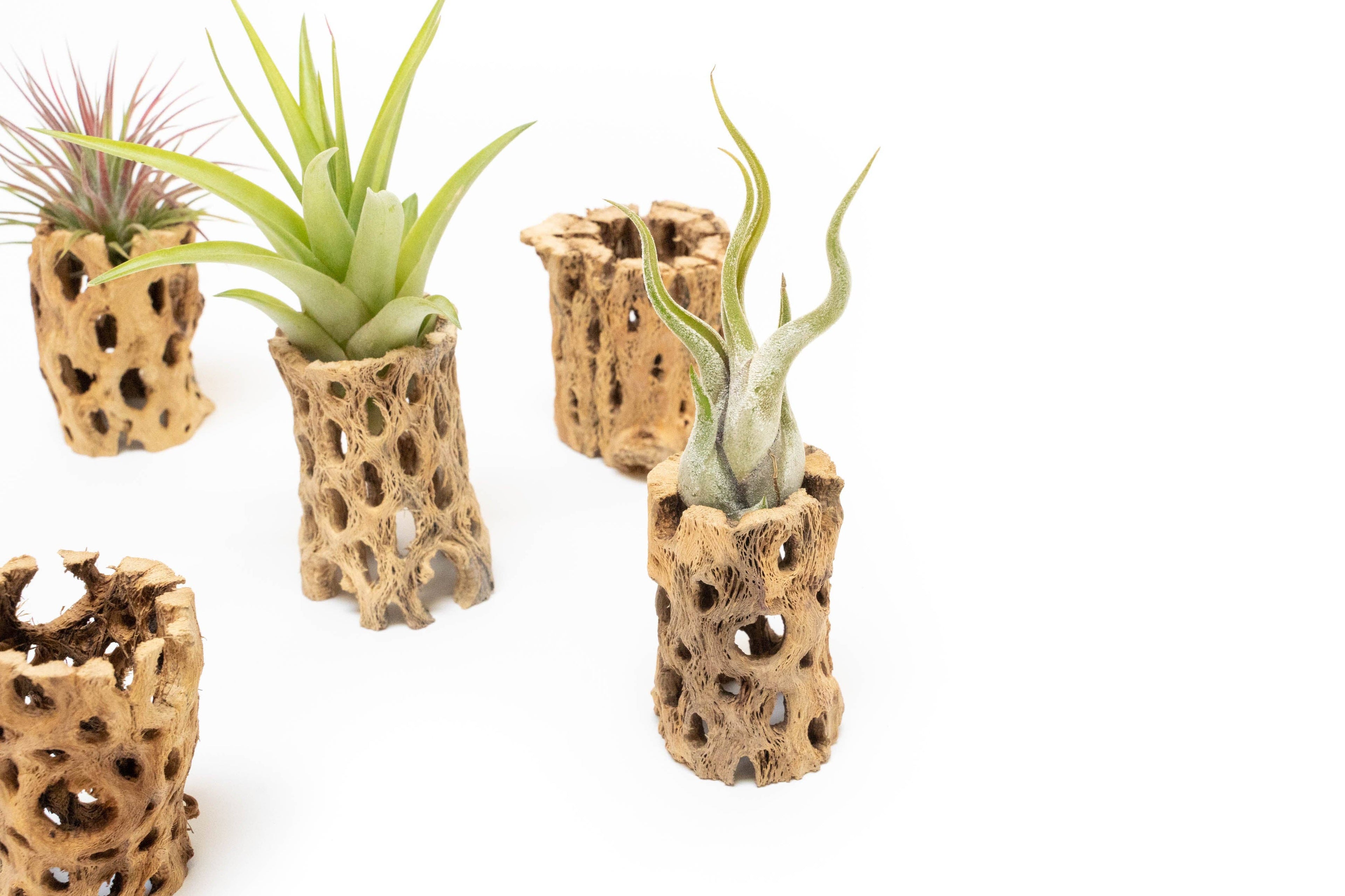 Natural Cholla Wood Container