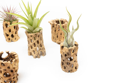 Natural Cholla Wood Container