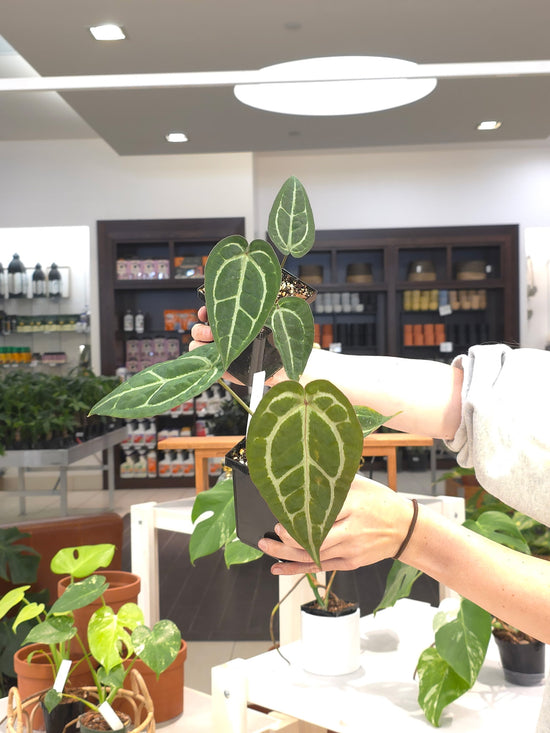 Anthurium Chocolate Crystal Wu1 x Red Crystal Wu1