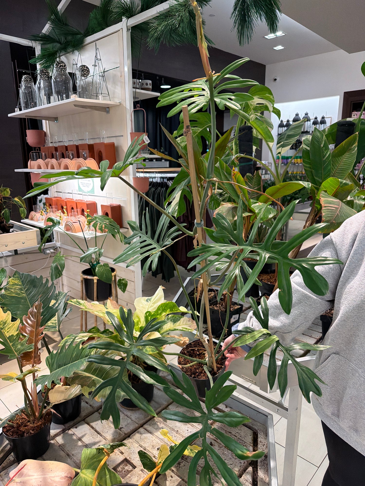 Philodendron Florida Beauty X Mayoii