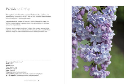 Lilacs: Beautiful Varieties for Home &amp; Garden