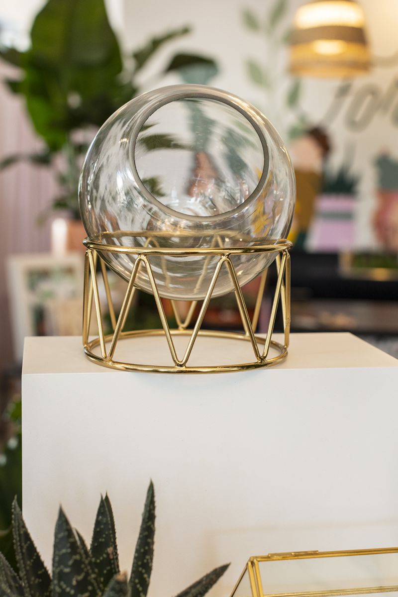Taro Terrarium