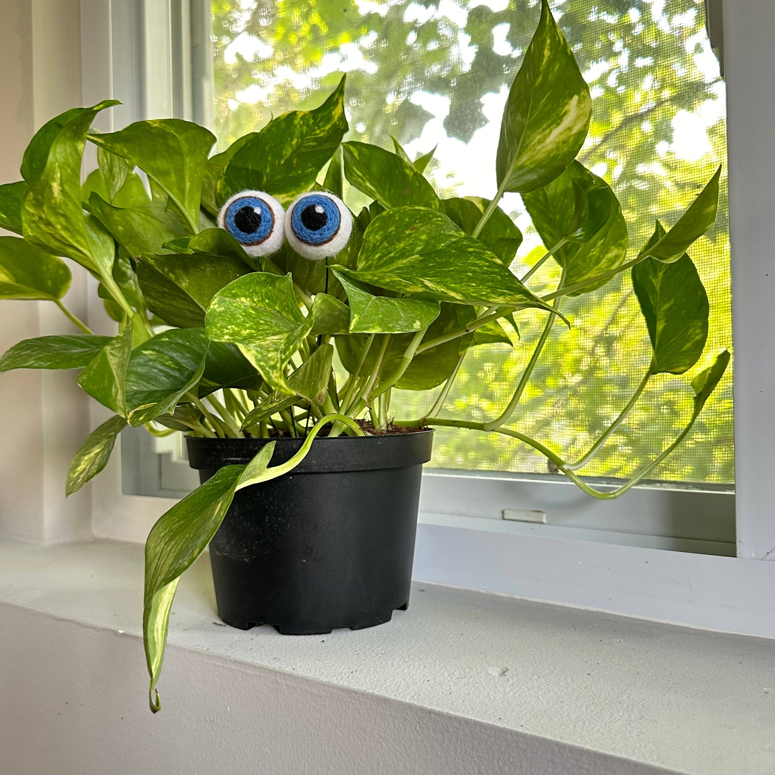 Plant Eyeballs