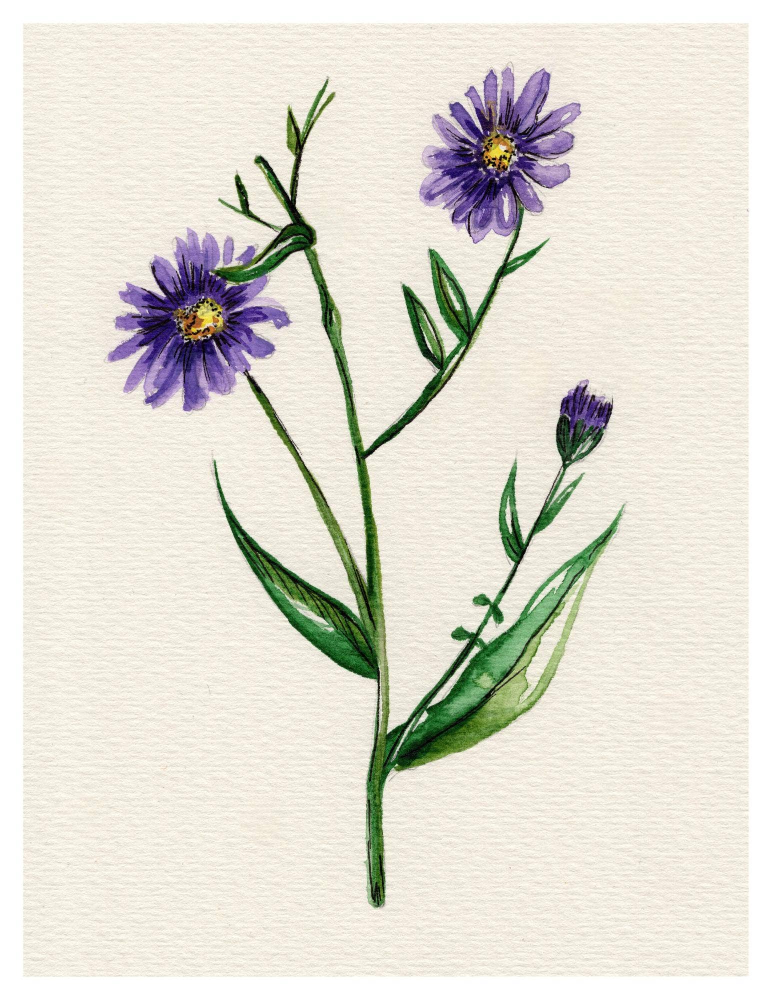 Wildflower Watercolor Print Botanical Wall Art