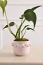 Cambree Pot
