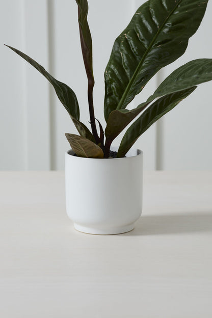 Kellen Pot