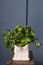 Aroma Pot