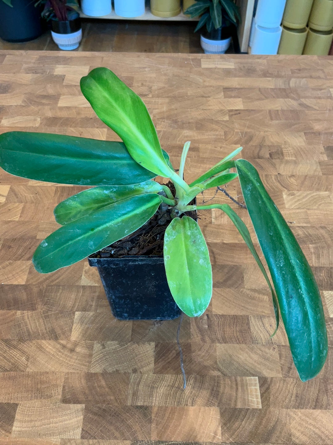 Philodendron Clarkei