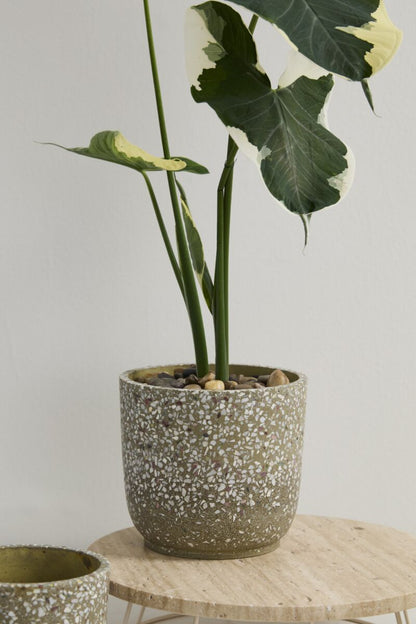 Verde Pot