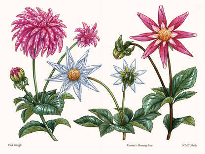 A Little Book of Flowers: Dahlias