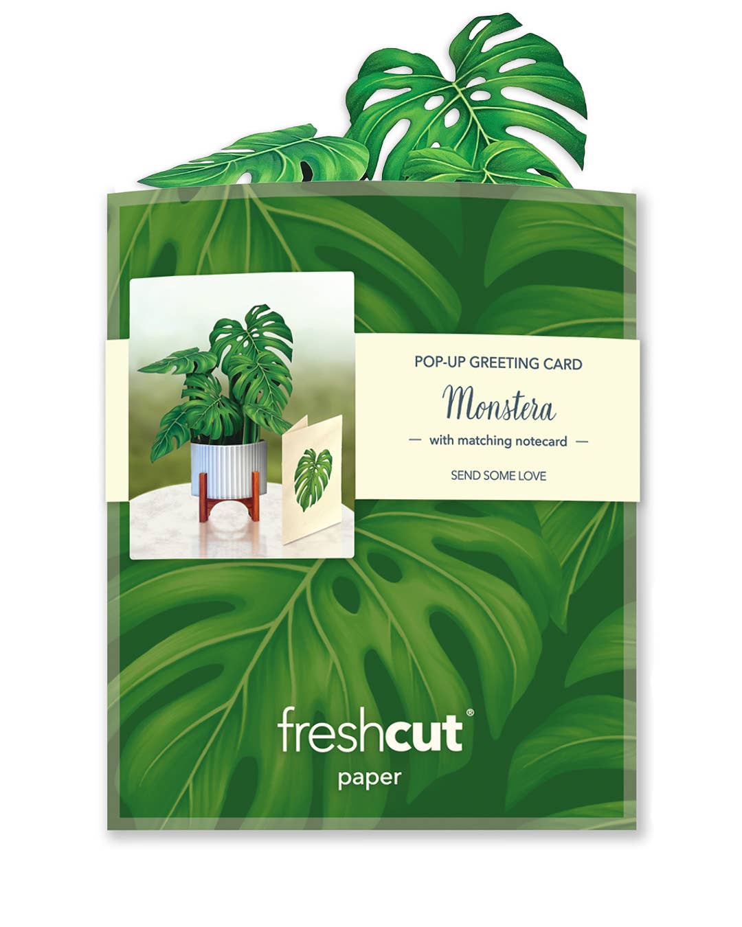 Mini Monstera Plant (10 Pop-up Greeting Cards)