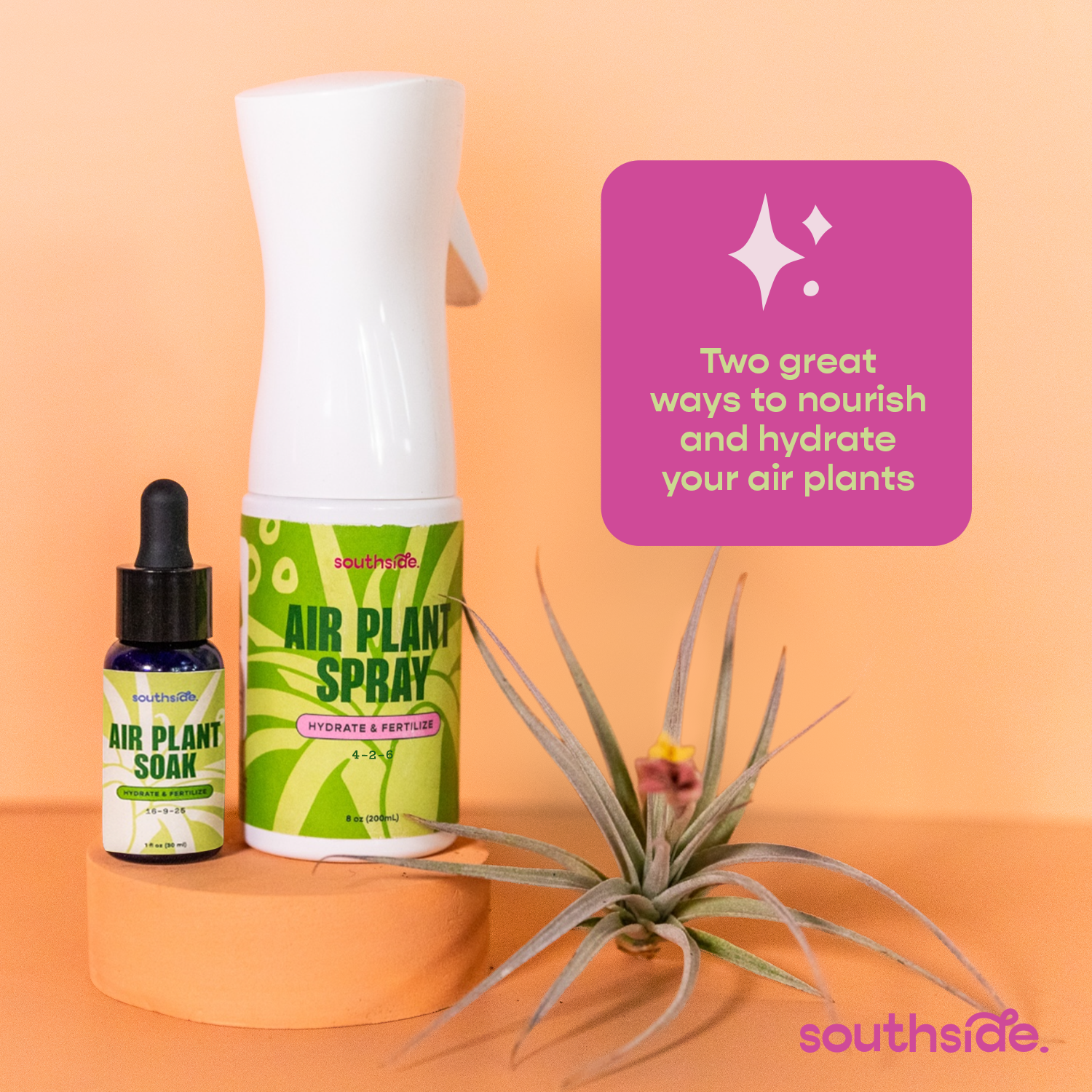 Air Plant Fertilizer: Soak