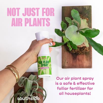 Air Plant Fertilizer: Soak