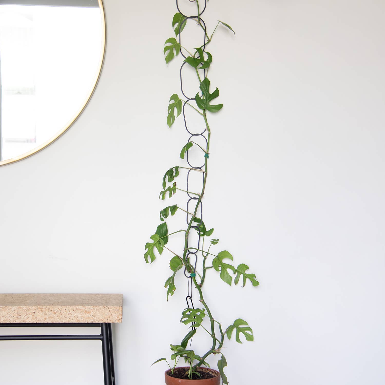 Black Brass Chain - Plant Support for climbing plants