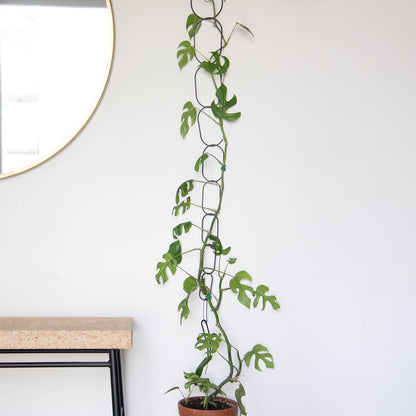 Black Brass Chain - Plant Support for climbing plants