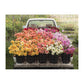 Floret Farm&