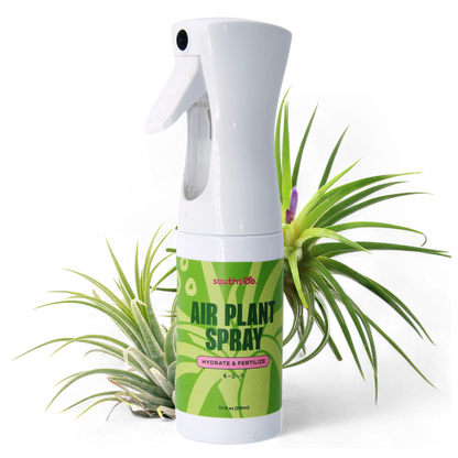 Air Plant Fertilizer: Soak