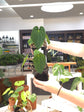 Anthurium Papillilaminum &