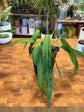 Anthurium Pallidiflorum