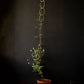 Gold Brass Chain - Plant Support for climbing plants