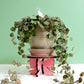 Pink Bow Plant Stand - Wood Plant Holder