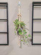 The Single, DIY Kit - Plant Hanger
