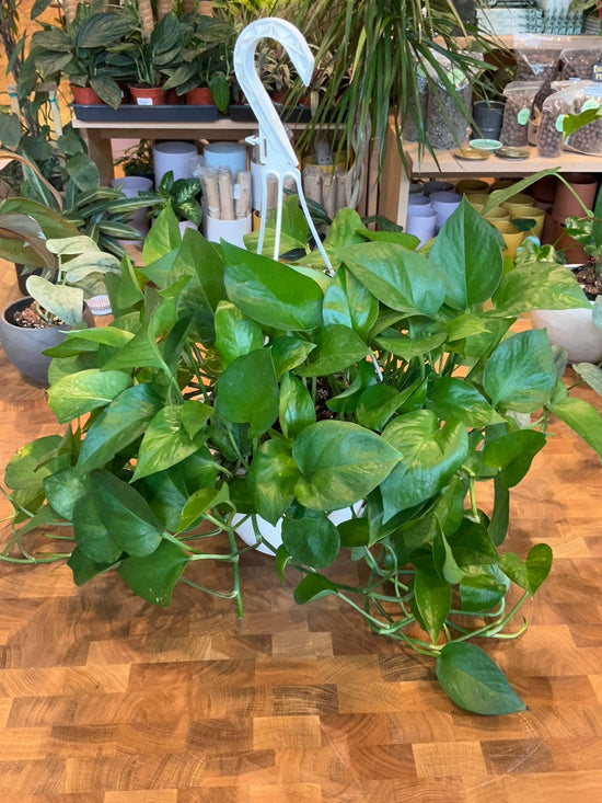 Jade Pothos