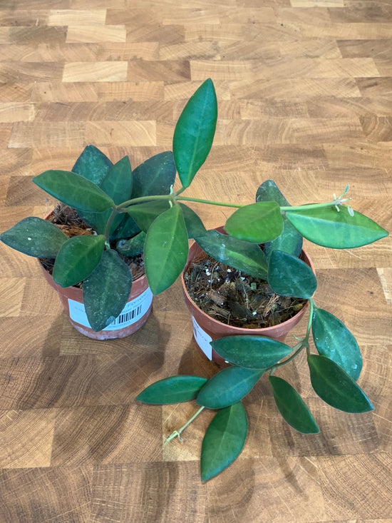 Hoya Burtoniae Reverted