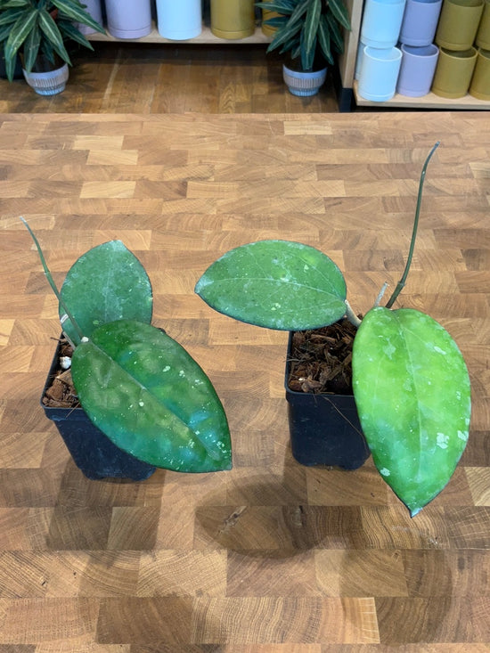 Hoya Obscura H15