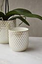 Everly Pot
