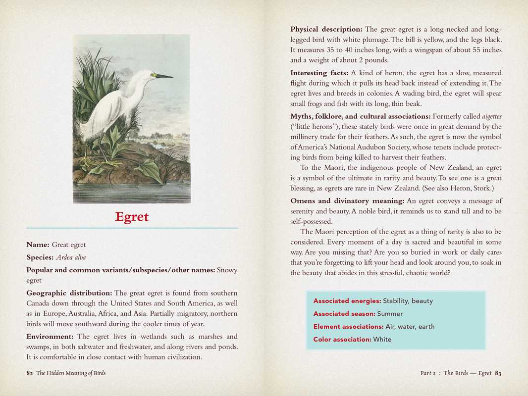 Hidden Meaning of Birds