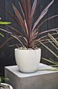 Newport White Pot