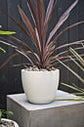 Newport White Pot