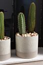 Downy Pot