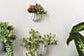 Wim Wall Planter